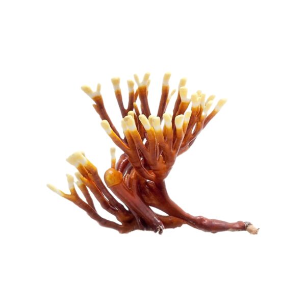 Antler Reishi Mushroom