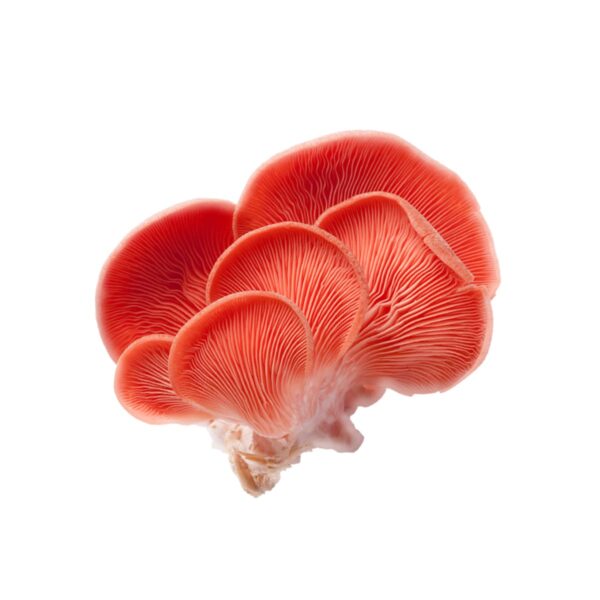 Pink Oyster