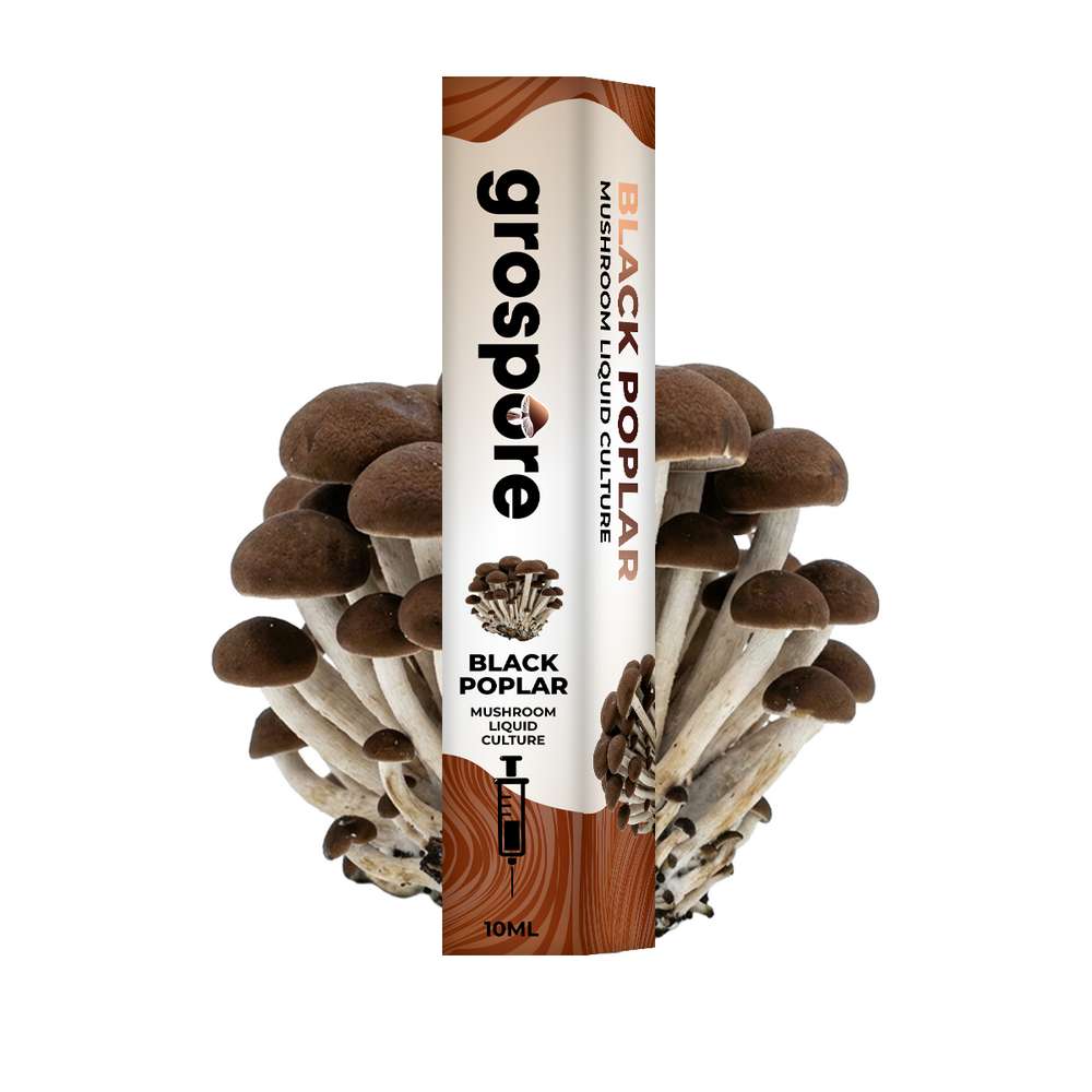 Black Poplar Mushroom Liquid Culture Syringe