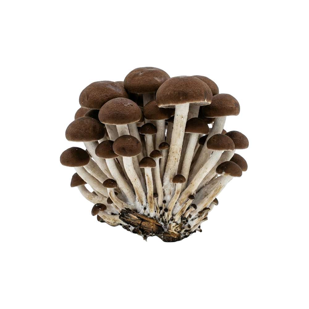 Black Poplar Mushroom