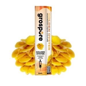 Golden Oyster Mushroom Liquid Culture Syringe – 10ml